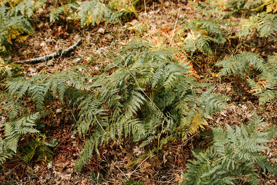 fotógrafos de bodas en Madrid Boda en la Casona del Bosque